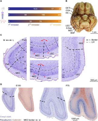 Development of the Entorhinal Cortex Occurs via Parallel Lamination During Neurogenesis